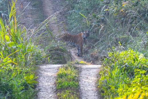 भद्र भलाद्मी बाघ, असुरक्षित ठाने मात्रै आक्रमण गर्छ